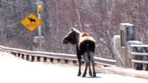 Victims Of Moose Crashes Sue Nl Government Cbc News