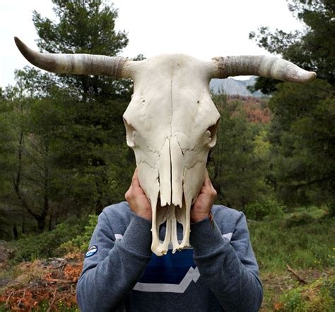 Large Cow Skull With Horns Animal Skull Macabre Creepy Etsy Animal