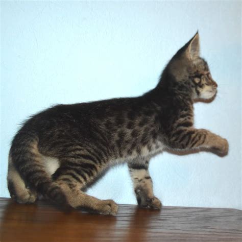 F1 and f2 generation savannah cats are more likely to have the many savannah cat breeders recommend feeding your savannah a raw meat diet, or. F2 Savannah Kittens Available in Ohio Savannah Cats Call ...