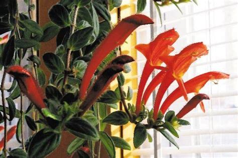 Where can i buy flowers to plant near me. Dolphin plant offers spectacular blooms | Local News ...