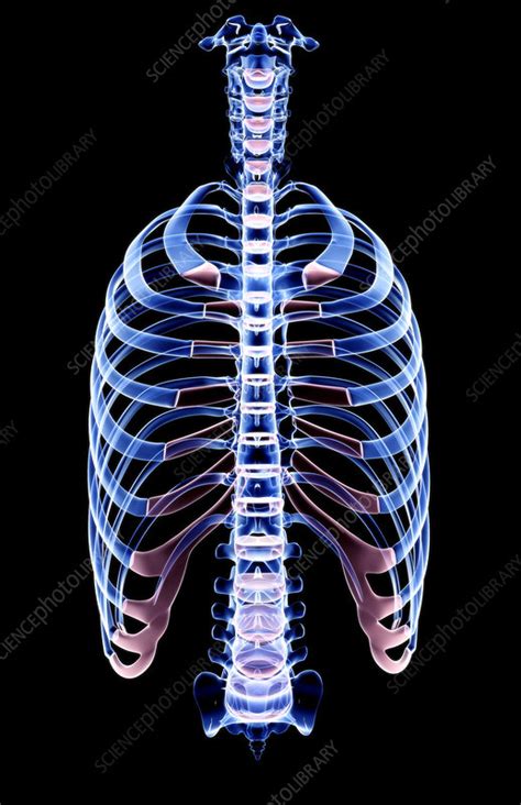 The Thorax Stock Image F0018699 Science Photo Library