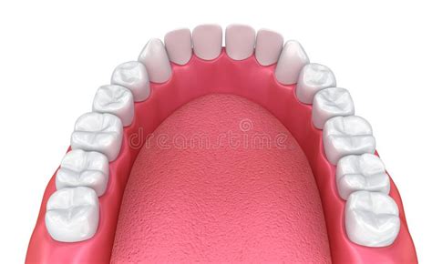 Mouth Gum And Teeth Medically Accurate Tooth Illustration Stock Illustration Illustration Of