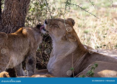 Lioness Cleaning The Fur Of Its Cub In Tanzania Safari Wildlife In