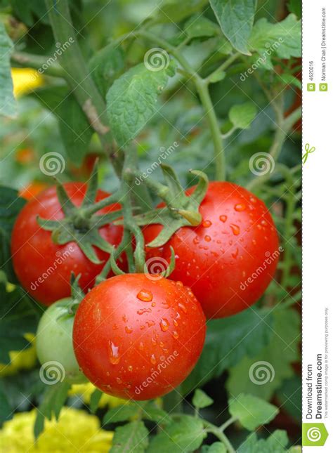 Growing Tomatoes Stock Photo Image Of Healthy Organic