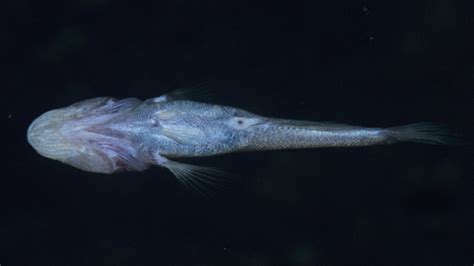 Goby Fish 6000km Apart Share Eyeless Common Ancestor Bbc News