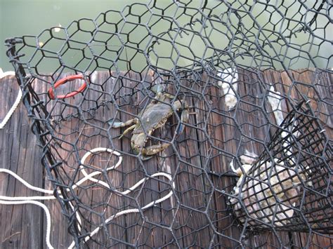 The most important thing about cooking blue crab to note is that you cannot cook crabs that are dead; Blue Crabs: How to Kill, Clean, and Cook Crabs, with Videos