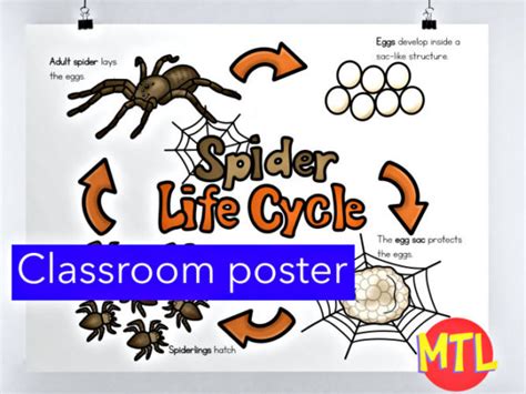 Spider Life Cycle Poster And Activities My Teaching Library Chsh