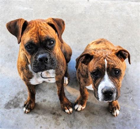 Men are about an inch taller on average and five to 10 pounds heavier than women. Pitbull Boxer Mix - 10 Important Facts About This Amazing ...
