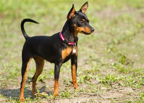 Miniature Pinscher History Personality Appearance Health And Pictures