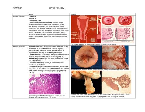What Does A Cervix Look Like 7 Cervix Pictures Explained Zohal