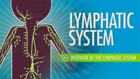 Fast Facts About The Lymphatic System Body Ballancer
