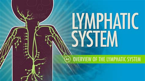 Simple Lymphatic System Diagram Unlabeled Aflam Neeeak