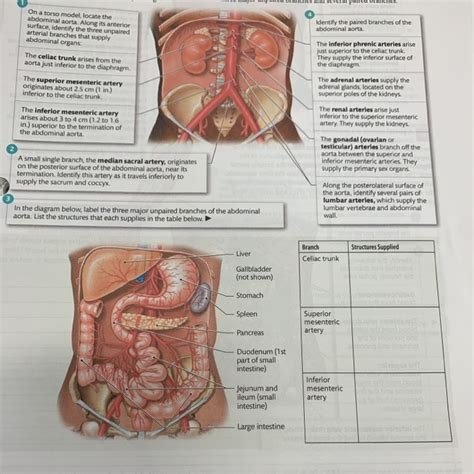 Labeled human torso models feature clear views of the vertebrae, spinal cord, spinal nerves, vertebral arteries, lungs, stomach, liver, intestinal tract, kidneys, heart, and more. Labeled Human Torso Model Diagram / Anatomy System Human Body Anatomy Diagram And Chart Images ...