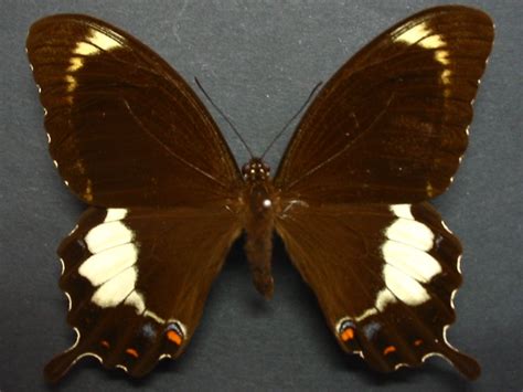 Fuscous Swallowtail Papilio Fuscus Capaneus Male Upper