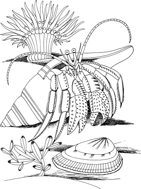 But the shells don't grow as they do, so after a while, the hermit crabs need to replace the house. Crustacean coloring, Download Crustacean coloring for free ...