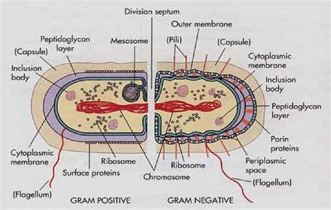 Labelled Diagram Of Gram Positive Bacteria Labeled Diagram