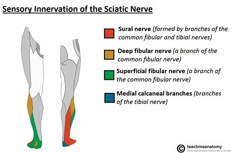 Peroneal Nerve Entrapmentpalsy Sport Med School