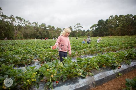 Rocky Creek Strawberry Farm, Main Ridge — mamma knows south