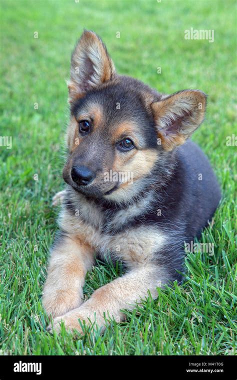 Adorable German Shepherd Puppy Stock Photo Alamy