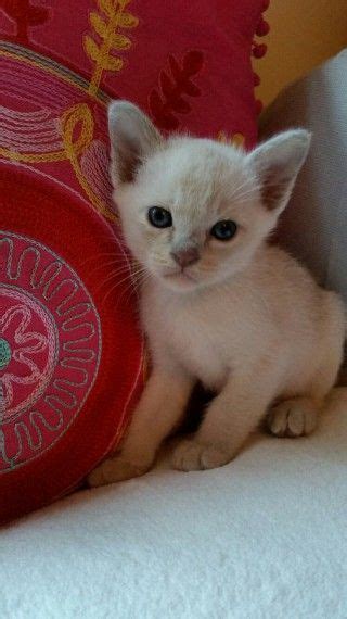 Burmese Cats For Sale Phoenix Az 220483 Petzlover