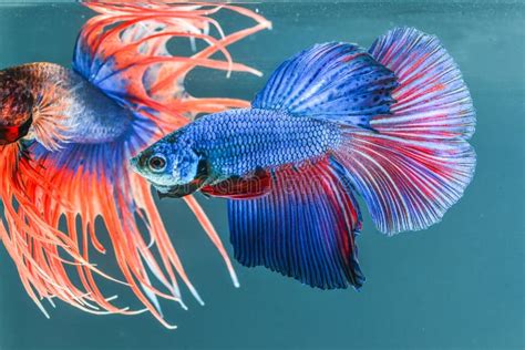 Fight Fish Stock Image Image Of Also Fighting Betta 46516713