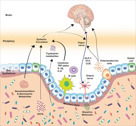 Gut Microbiota Brain Axis Immune Cells
