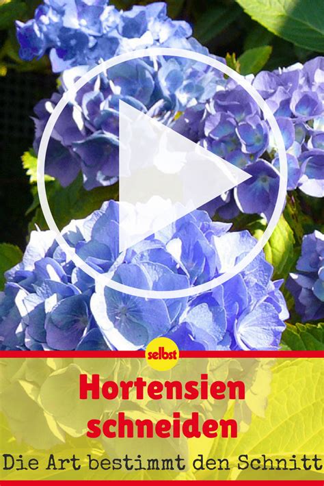 Die besten hortensien direkt vom feld des züchters. Hortensien schneiden | Hortensien, Pflanzen und Garten ...