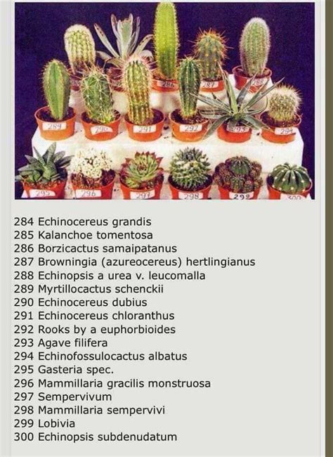 Integran la misma familia que las plantas suculentas y las crasas, con las cuales se diferencian por el lugar. 10 Especies de cactus y plantas suculentas fáciles de ...