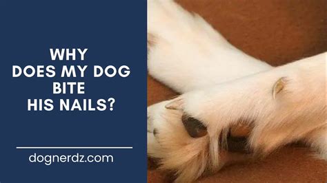 What Does It Mean When Dogs Bite Their Nails