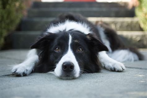 Cute Pictures Of Border Collies Popsugar Pets Photo 35