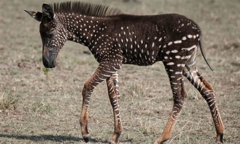 PHOTO: This Rare Polka-Dotted Baby Zebra Is Incredible