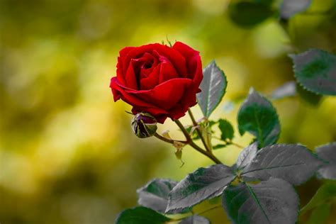 A Stunning Compilation Of Over 999 Red Rose Photos In Full 4k The Best Red Rose Images
