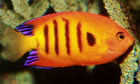 Flame Angelfish Centropyge Loriculus Tropical Fish Keeping