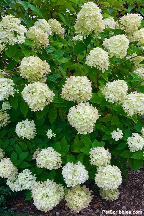 We did not find results for: Little Lime Hydrangea — Your Ultimate Guide - Pet Scribbles