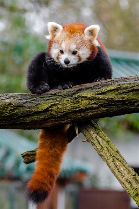 Free Images Tree Nature Animal Cute Wildlife Zoo Mammal Climber Fauna Red Panda