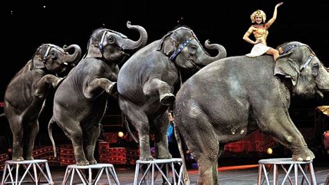 Ringling Bros Closure Our Circuses Must Take Heed