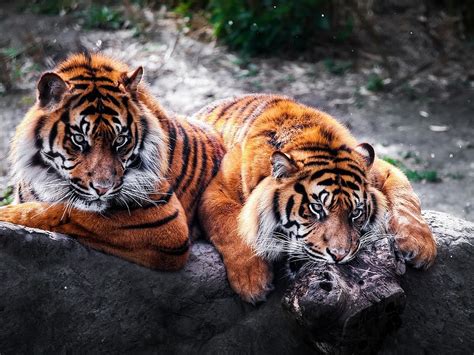 Here you can find the best red 4k wallpapers uploaded by our community. Fondos de pantalla para pc tigres en 4k hd Download ...