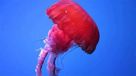 Jellyfish Changing Colors Youtube