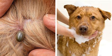 11 Surefire Ways To Prevent And Get Rid Of Your Dogs Ticks