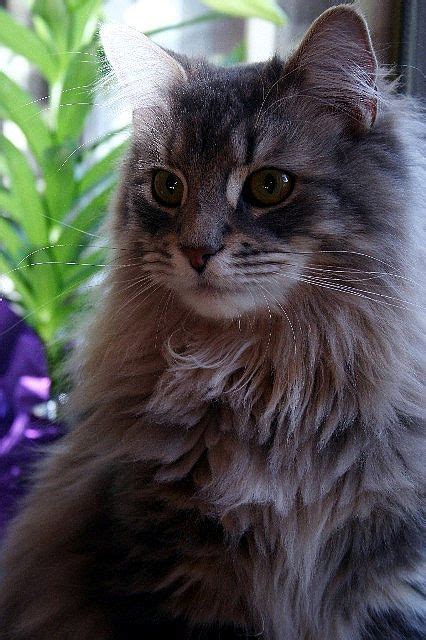 maine coon black tabby blotched white images  pinterest black maine coon cats