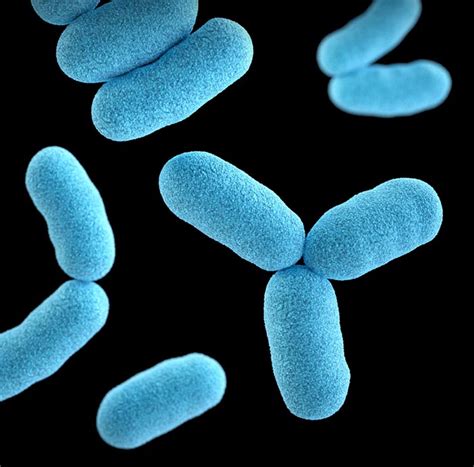 Lactobacillus Plantarum For Gut Health And Much More