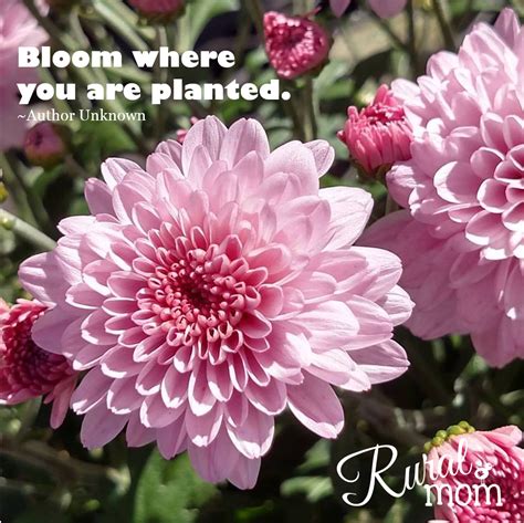 7 Gardening Quotes And Gorgeous Blooms To Inspire Your