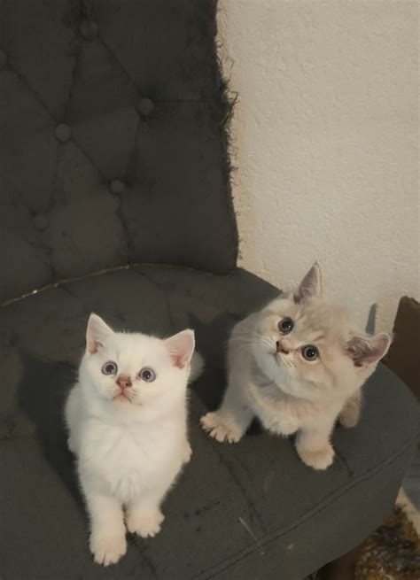 Bkh Kitten Zwei Jungs Gratis Inserate