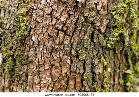 Green Moss Grows On Oak Trees Stock Photo Edit Now 606568475