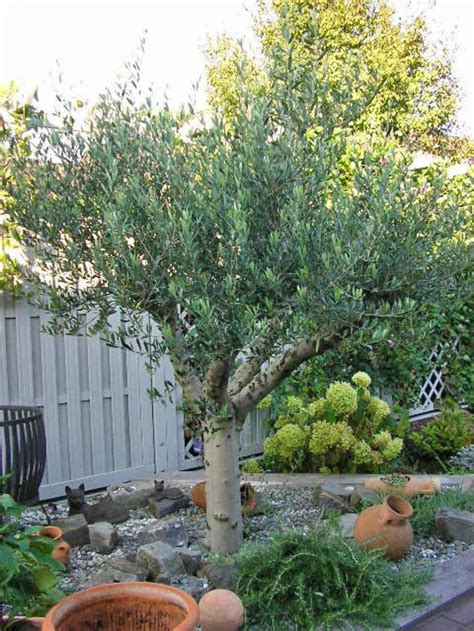 Da liegt es nahe, dass er auch in dem einen oder anderen garten kälterer gefilde vorkommt. Olivenbaum | Olivenbaum, Vorgarten pflanzen und Bäume garten