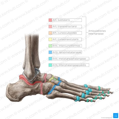 Oberes Sprunggelenk Anatomie Funktion Klinik Kenhub