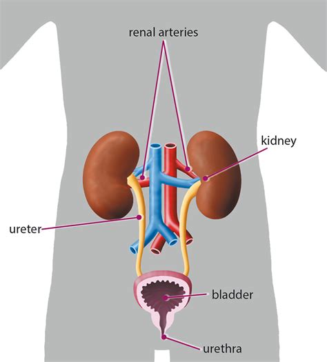Diagram Of The Excretory System