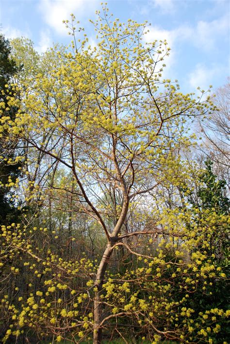 The sassafras tree is particularly recognizable. Natural Gardening: Sassafras flowers are opening