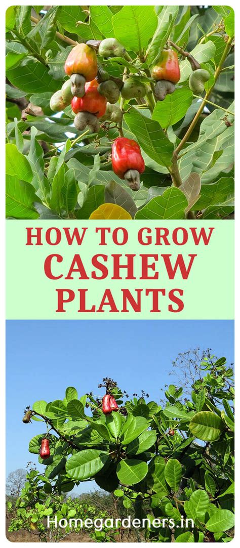 How to activate nuts and seeds. How Long does Hardy Cashew Nuts Grow from Seeds - Home ...