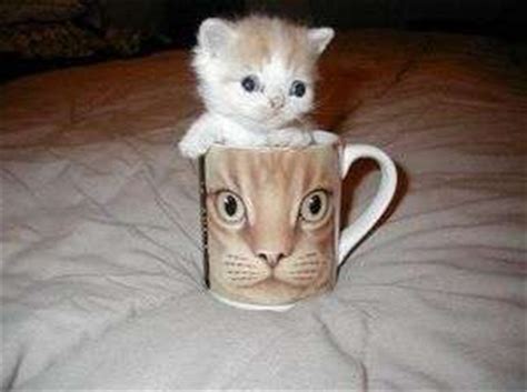 Then you are right place. Female kitten names calico